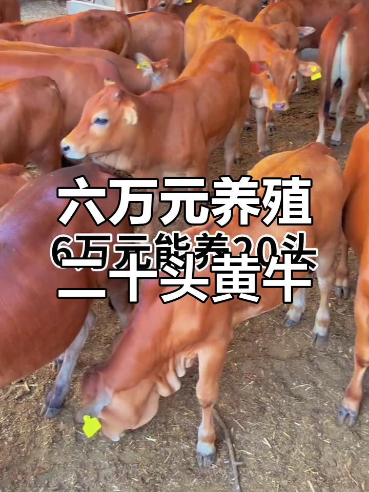 杭州最新线上套医保的黄牛是真的吗方法分析(最方便真实的杭州线上套医保的黄牛是真的吗能报销吗方法)